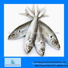 Fresh frozen seafood sardine fish